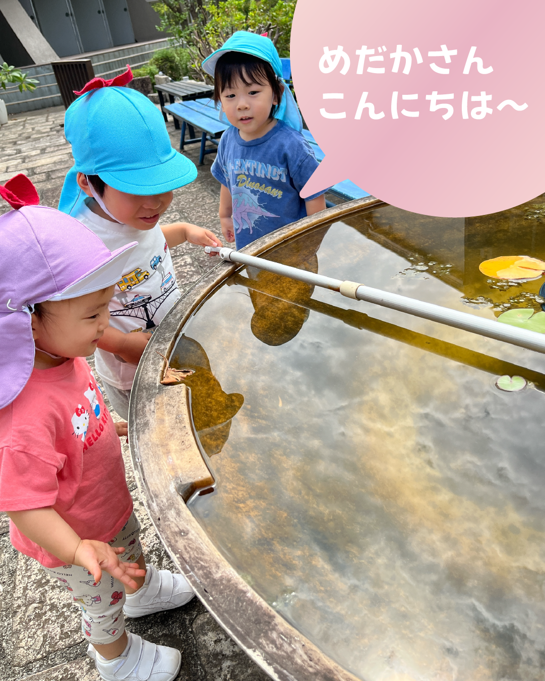 メダカさんこんにちは～